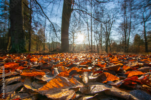 autumn leaves on the ground (Wandlitz, Barnim, Brandenburg, Germany, Dammsmühle)