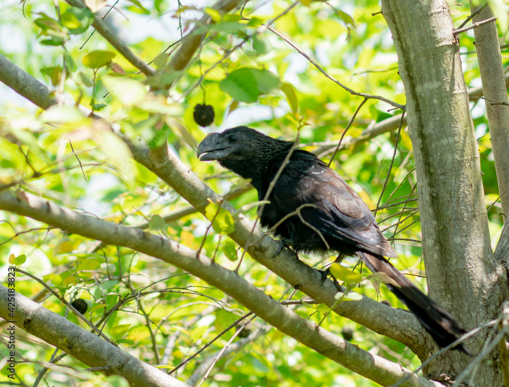 blackbird on a branch blackbird on a branch