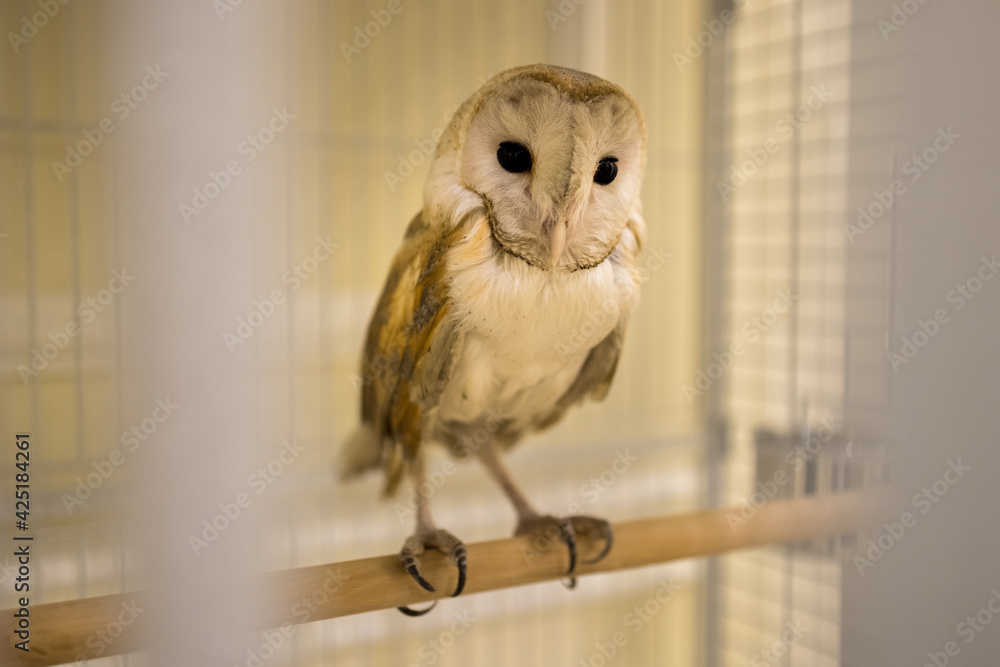 Obraz premium owl in cage