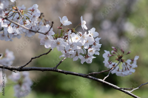 桜
