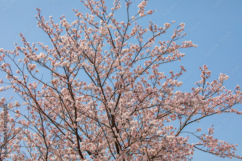 blooming tree