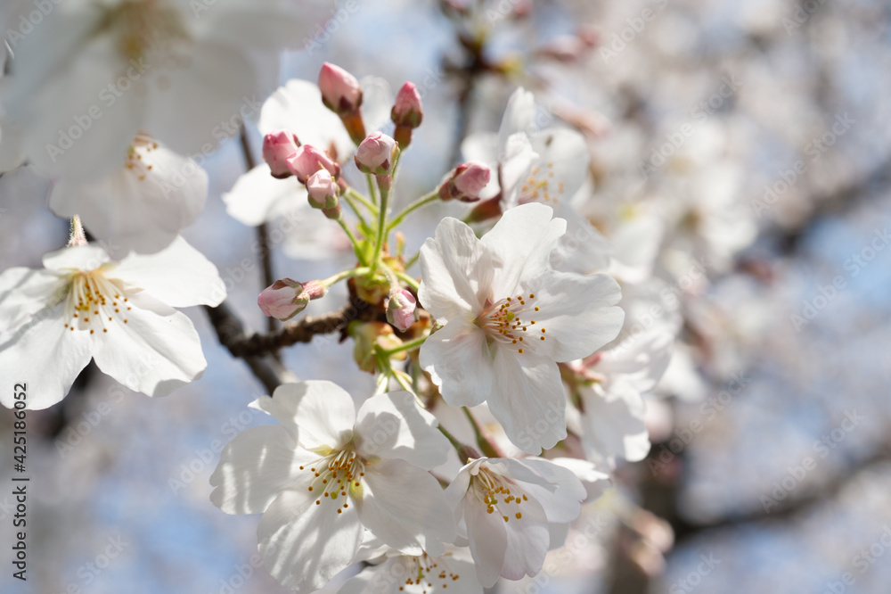 桜 桜