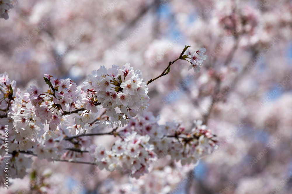 blossom blossom