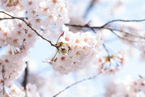 桜