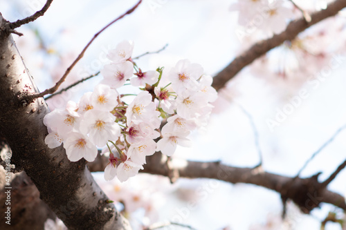 桜