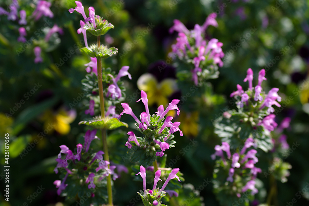 Fototapeta premium flowers in the field
