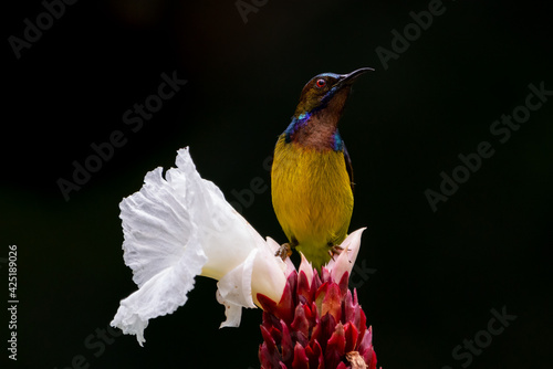 Male Brown-throated sunbird perching on the white flower with black background.