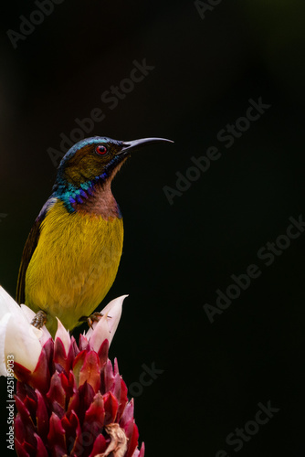 Vertical image of Male Brown-throated sunbird perching on the white flower with black background.