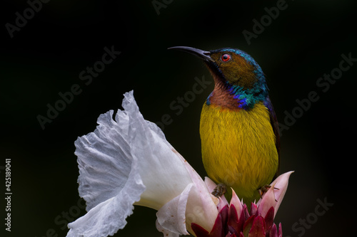 Male Brown-throated sunbird perching on the white flower with black background.