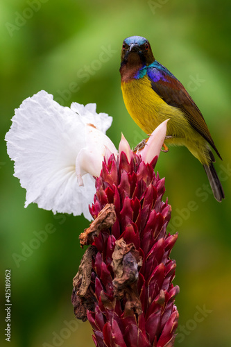 Vertical image of Male Brown-throated sunbird perching on the white flower.	
