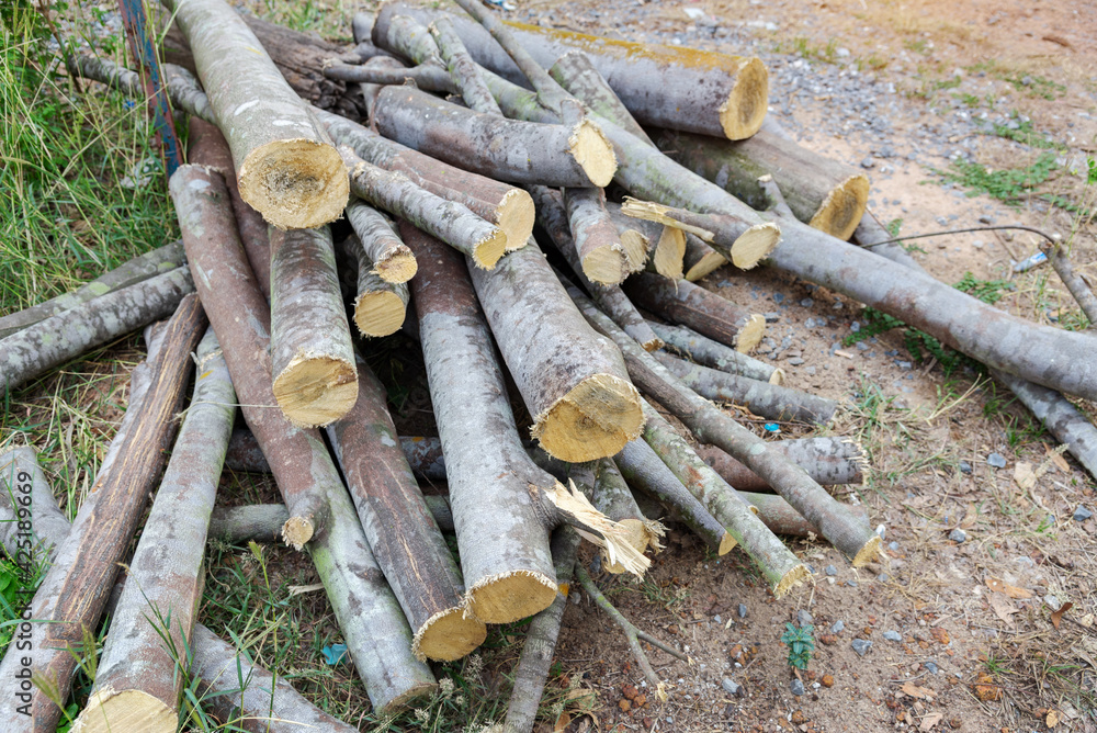 Firewood, Woodpile of freshly chopped pine logs in the forest stacked on top of each other, Selective focus. Firewood, Woodpile of freshly chopped pine logs in the forest stacked on top of each other, Selective focus.