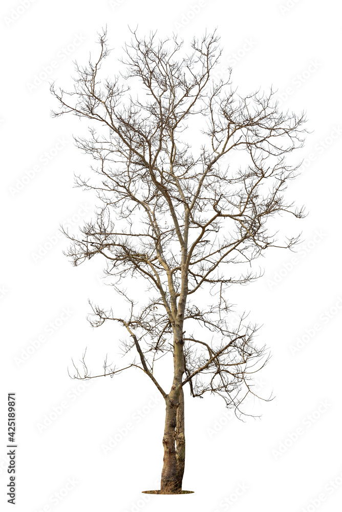 Single old and dead tree isolated on white background. Single old and dead tree isolated on white background.