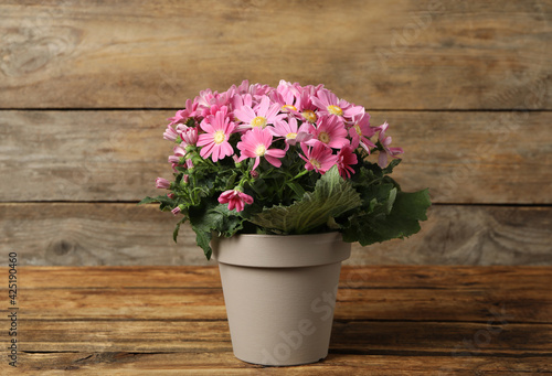 Beautiful pink cineraria plant in flower pot on wooden table