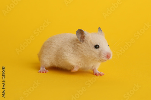 Cute little fluffy hamster on yellow background