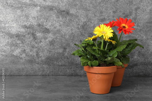 Fototapeta Naklejka Na Ścianę i Meble -  Beautiful blooming gerbera plants in flower pots on grey table, space for text