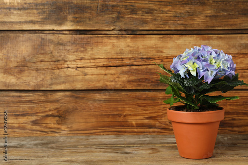Wallpaper Mural Beautiful blooming hydrangea flower in pot on wooden table, space for text Torontodigital.ca