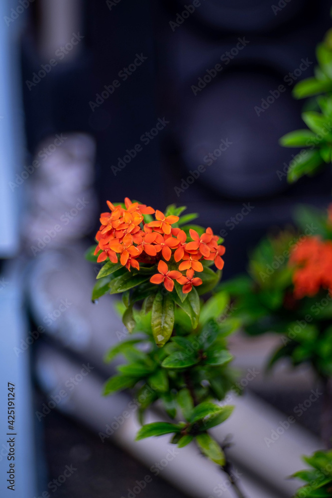 Fototapeta premium orange chrysanthemum flower