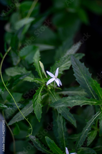 a white flower