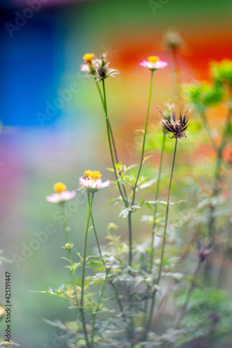 daisies in the meadow