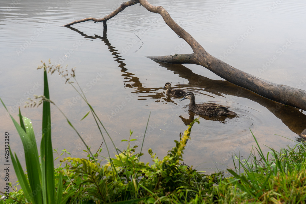 fallen tree branches in mist covered lake with ducks swimming by fallen tree branches in mist covered lake with ducks swimming by