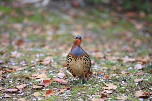 Chinese bamboo partridge (Bambusicola thoracicus thoracicus) male in Japan photo