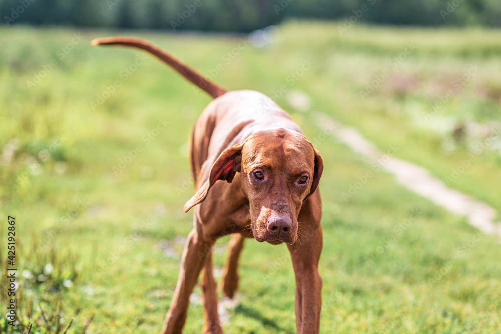 Young handsome male Hungarian vizsla plays on the field. Young handsome male Hungarian vizsla plays on the field.
