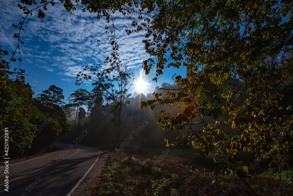 Sun rays through mist illumining a curved scenic road surrounded by beautiful green forest with light effects and shadows.  Kaeng Krachan National Park, Phetchaburi - Thailand