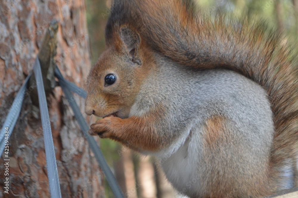 squirrel eating nut squirrel eating nut