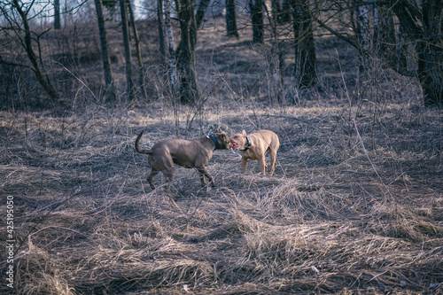 Wallpaper Mural Two American Pit Bull Terriers are playing in the forest in a clearing. Torontodigital.ca