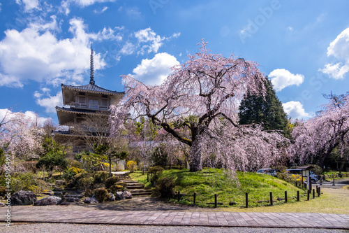 浄泉寺のしだれの桜