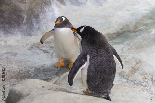 Black and white penguins at the zoo bask on the rocks