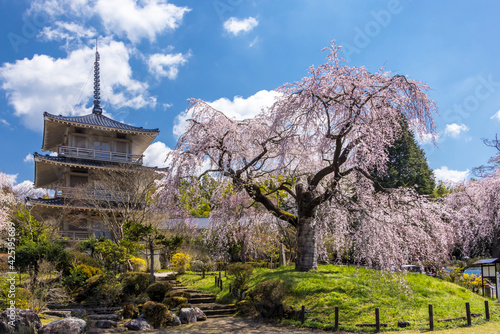 浄泉寺のしだれの桜