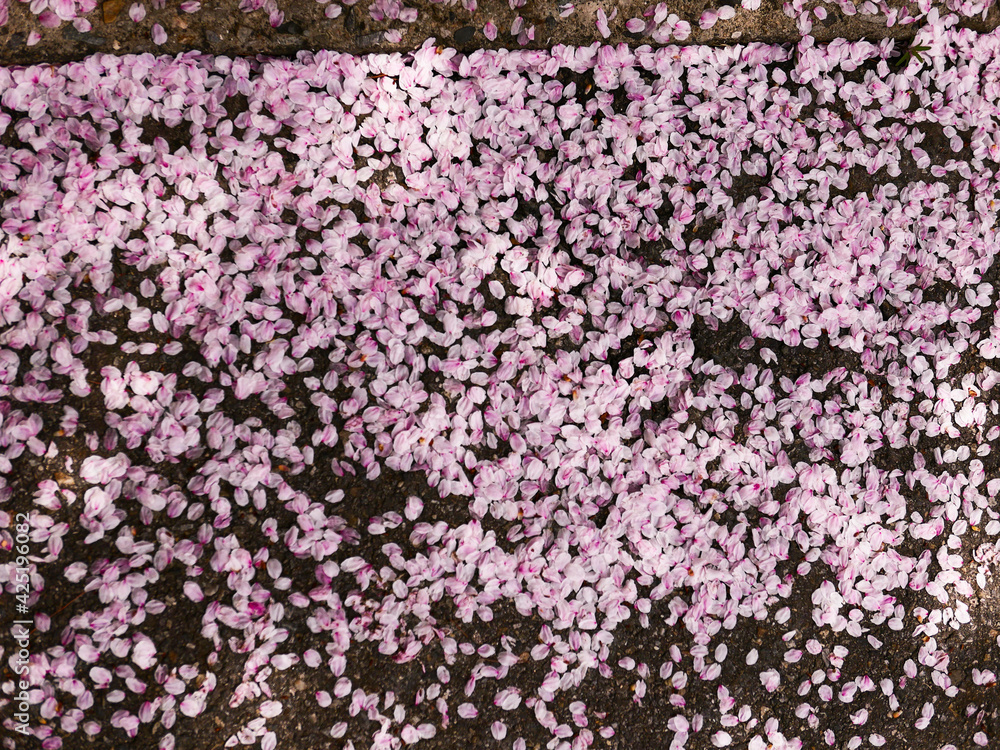 Fallen cherry blossoms in spring Fallen cherry blossoms in spring