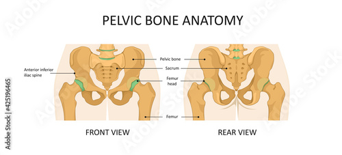 Pelvic bone anatomy. Pelvis hip illustration front and rear view