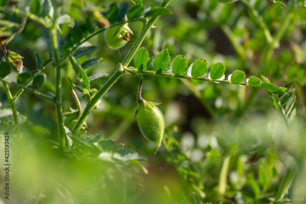 Green pods of chickpeas grow on a plant Green pods of chickpeas grow on a plant