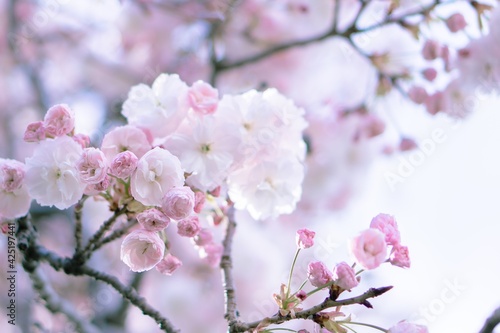 満開の桜（フゲンゾウ） © starmix