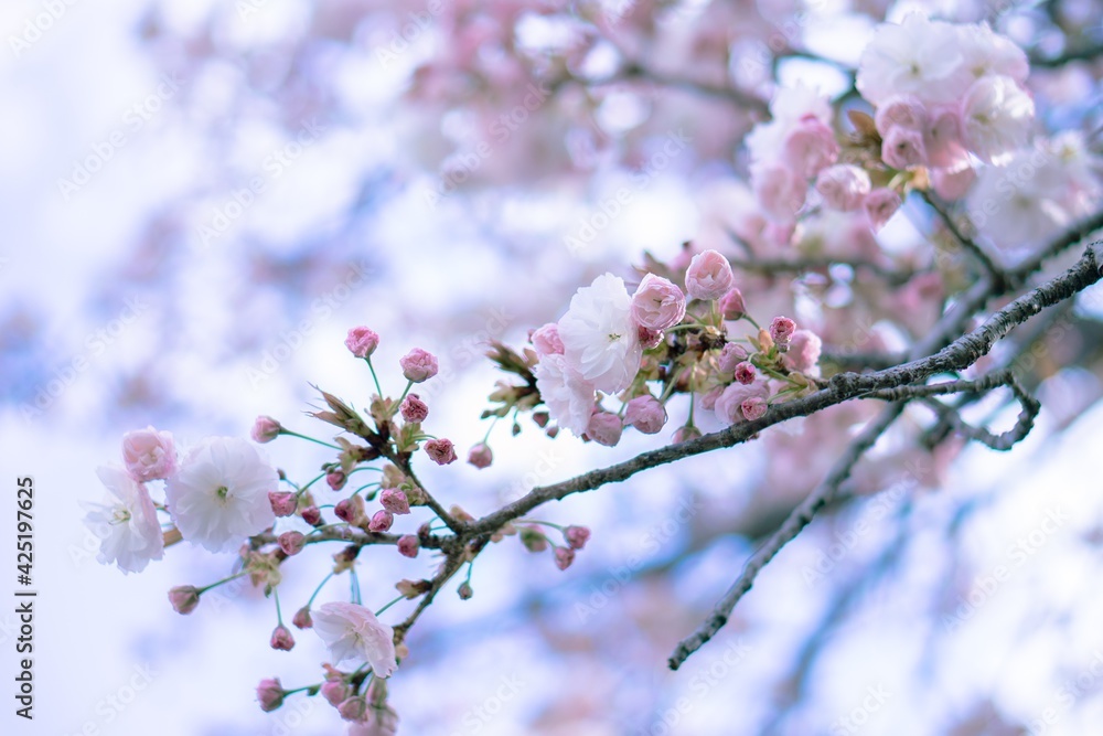 満開の桜(フゲンゾウ) 満開の桜(フゲンゾウ)