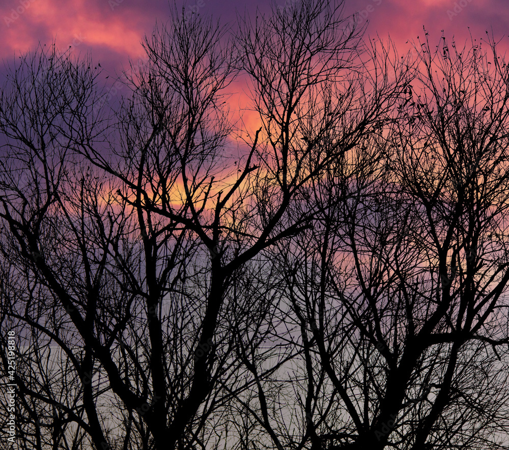 Bare branches of a tree at sunset. Bare branches of a tree at sunset.