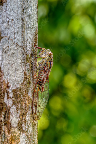 HDR image of Common cicada perching on a tree trunk.
