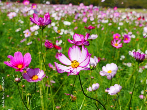 コスモスの花畑