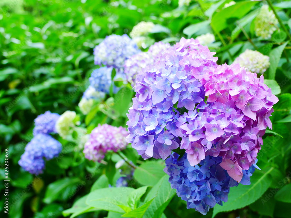 寒色グラデーションのアジサイ