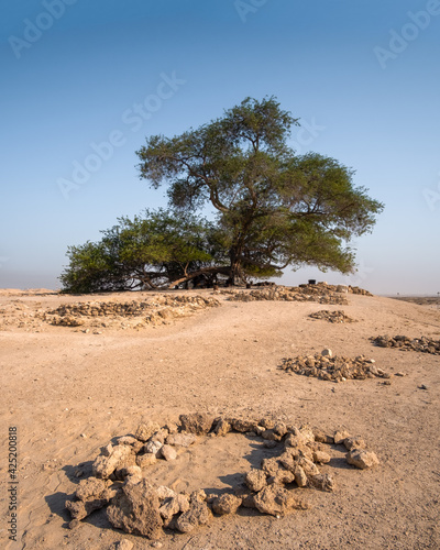 Canvas Print Tree of Life, Bahrain