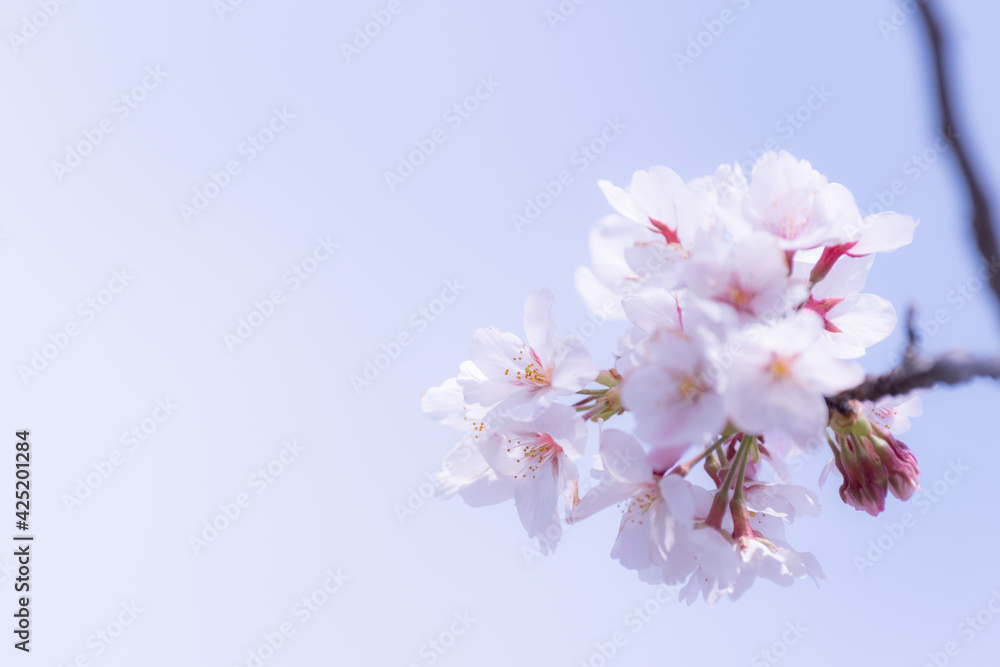 桜咲く 桜咲く