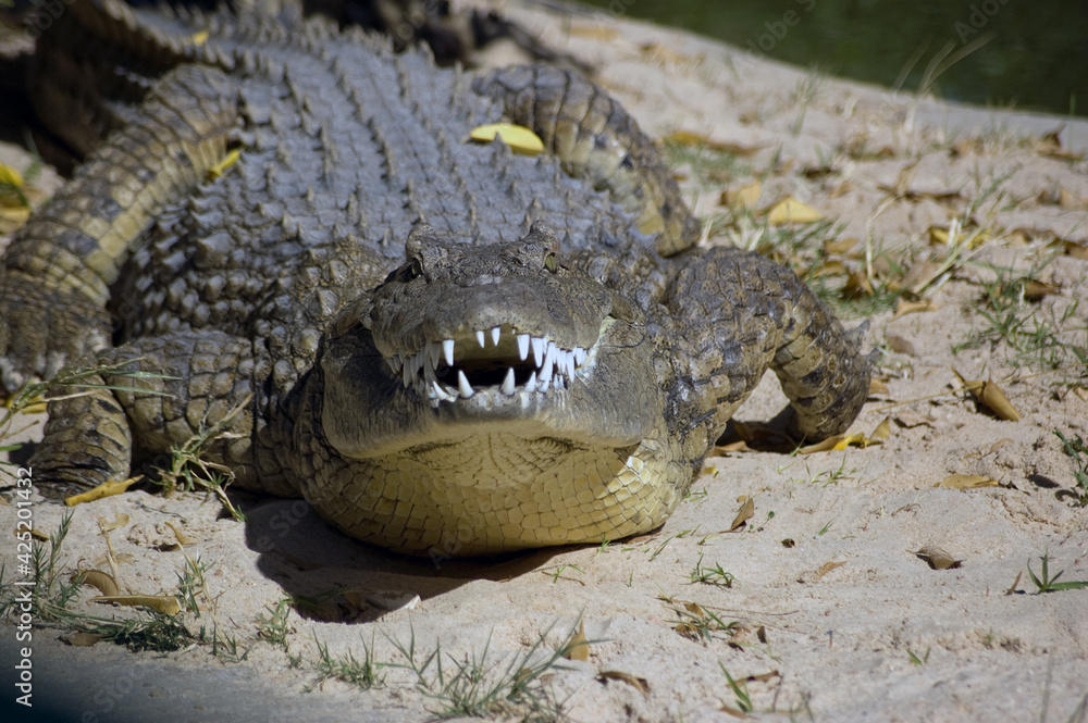 Fototapeta premium Snarling Crocodile