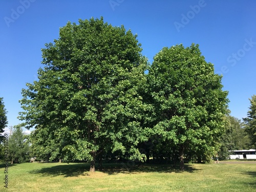 tree in the park