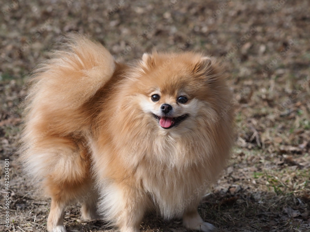 red dog pomeranian spitz walking in the park