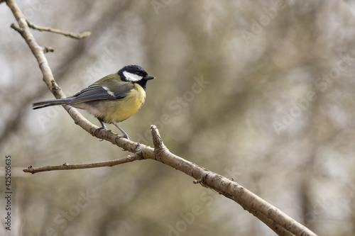 Great Tit perched on a branch © philipbird123