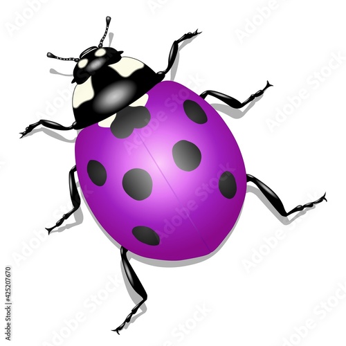 Coccinelle rose en 3 D sur fond blanc	