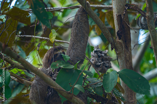 Closeup view of a beautiful Sloth in Costa Rica in its natural habitat 