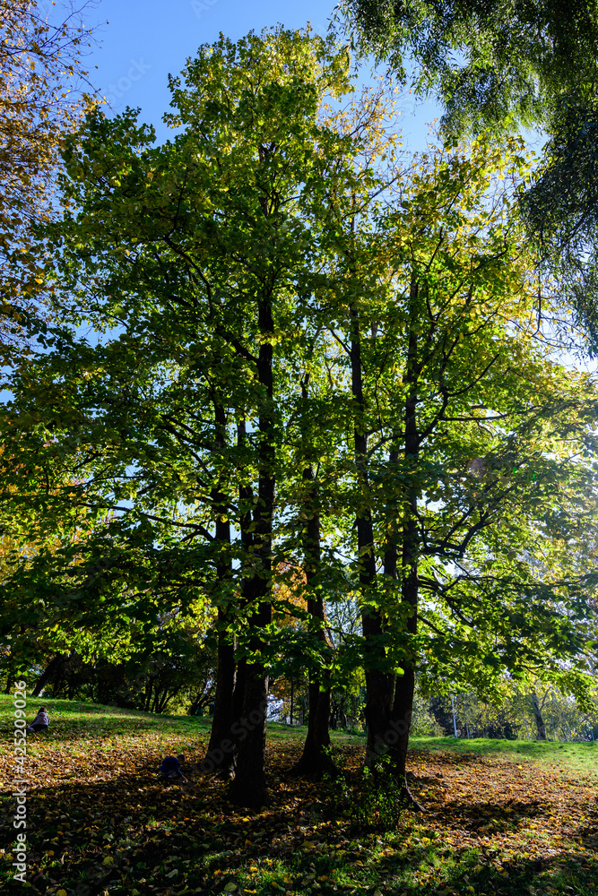 Autumn landscape with large trees with dried green, yellow, orange and brown leaves in Circus Park (Parcul Circului) in Bucharest, Romania in a sunny day. Autumn landscape with large trees with dried green, yellow, orange and brown leaves in Circus Park (Parcul Circului) in Bucharest, Romania in a sunny day.